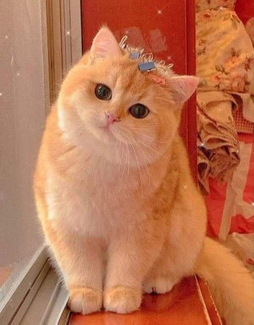 Fieyza Afifiey profile icon