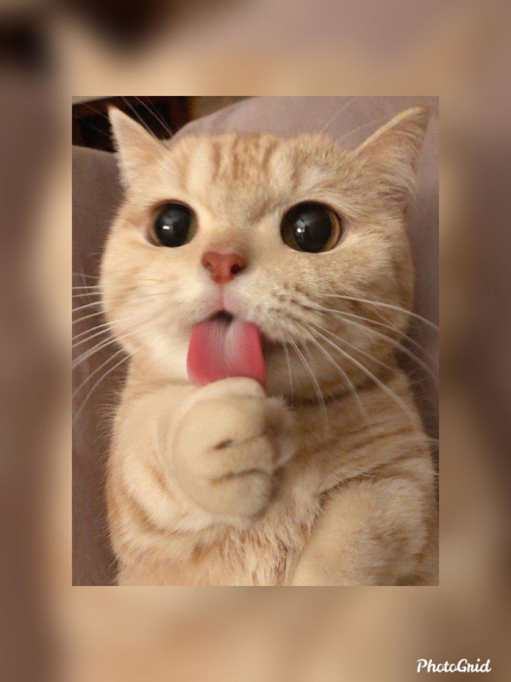 Pattanan profile icon