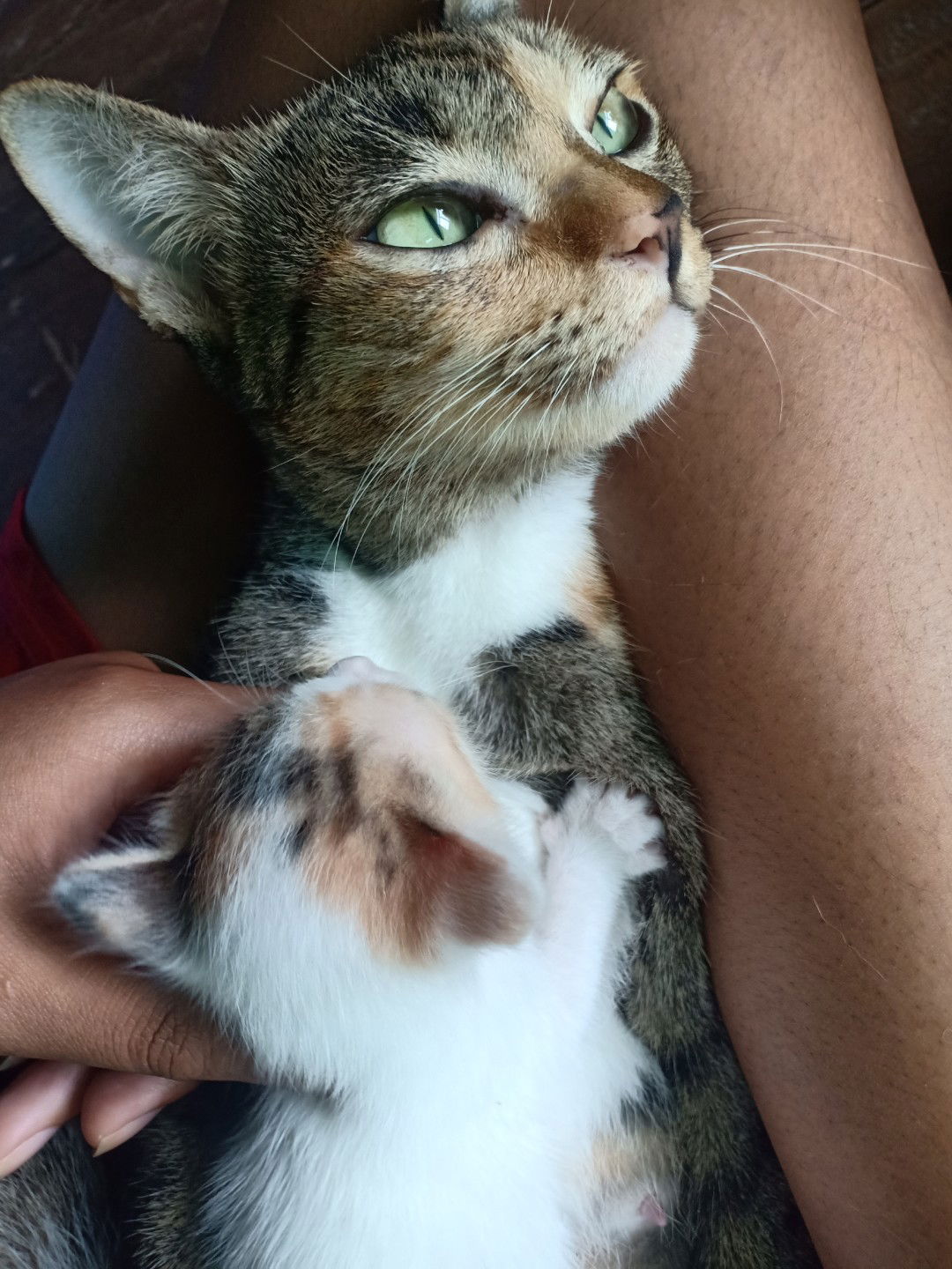 Nutthiya Karaket profile icon