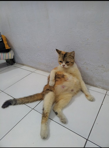 perut