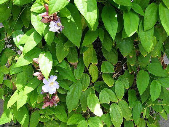 คนท้องทานสมุนไพรรางจืดได้มั้ยค่ะ?