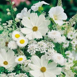 Aprilia profile icon