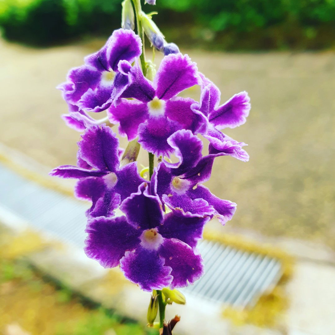 Elai Nach profile icon