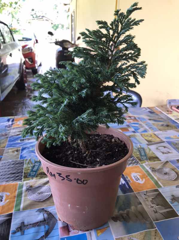 Miss Frederica Edna Ashley Robert profile icon