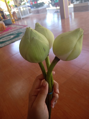 ดอกบัว
