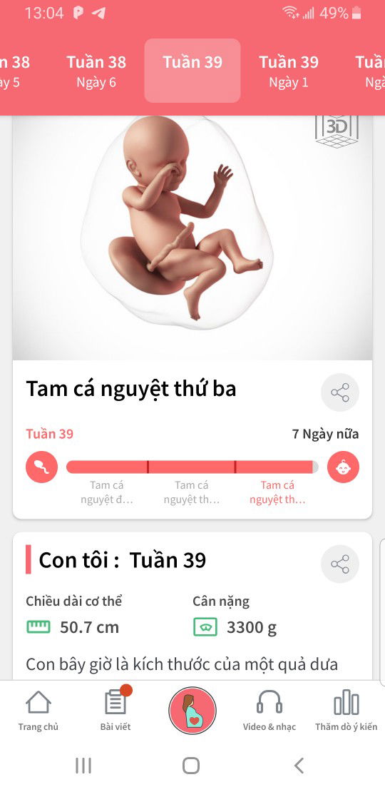 chuột t8