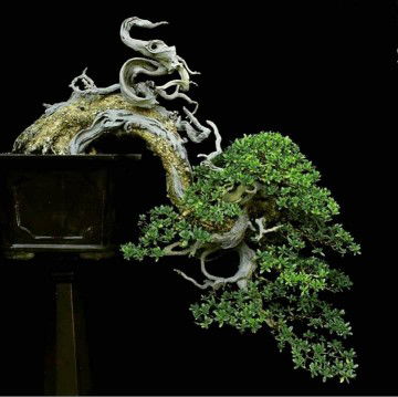 Ny Ferdinan profile icon