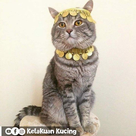 Ningsih profile icon