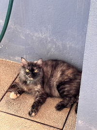 Sharifah Nurhazwani profile icon