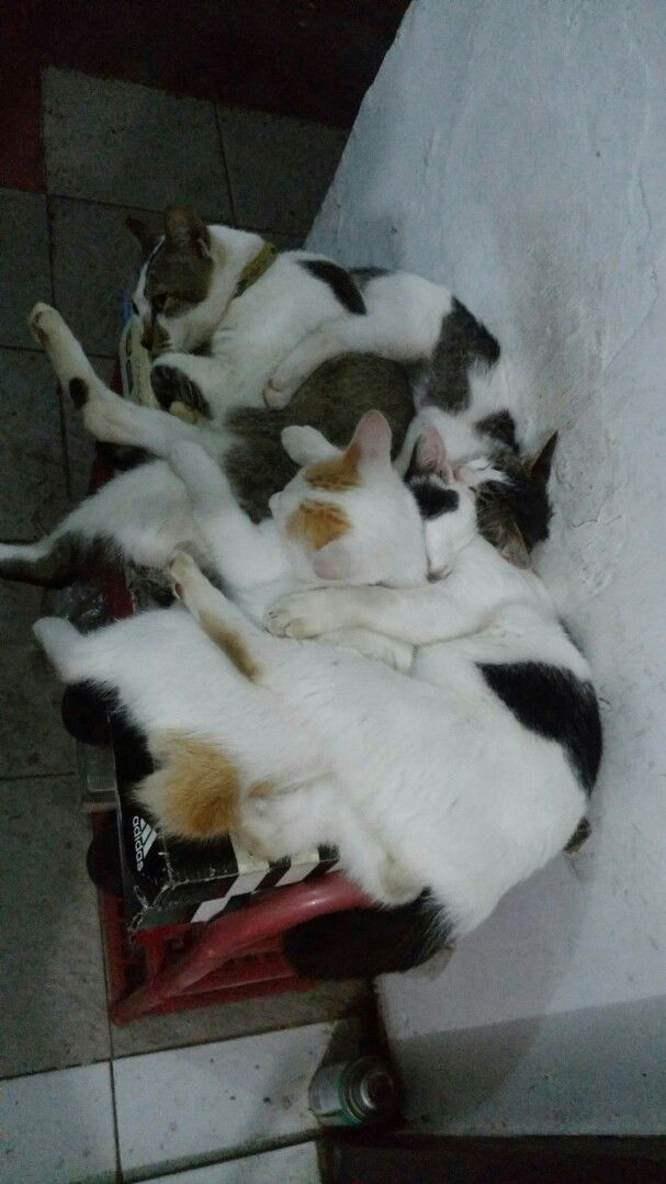 Mutia Dian profile icon