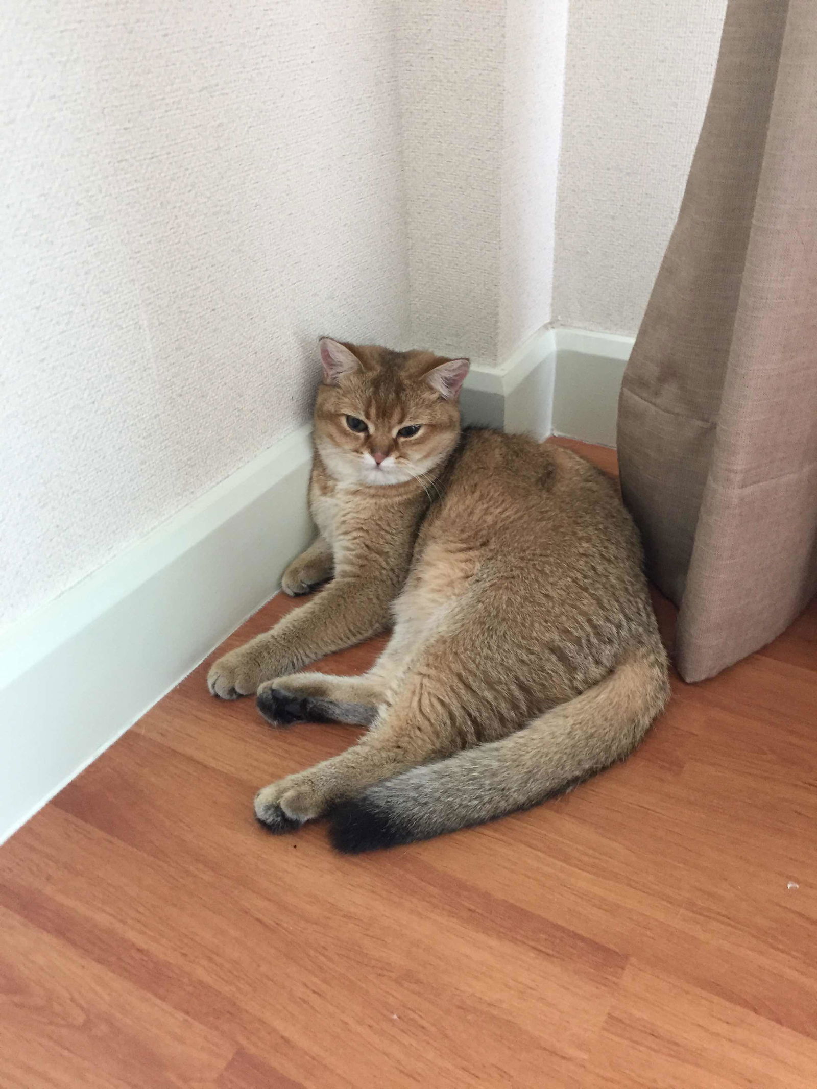 Tan Tan profile icon