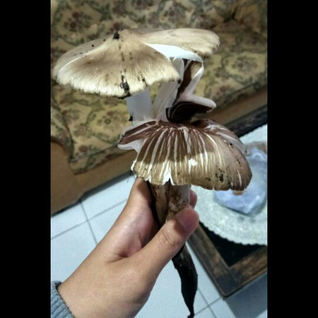 Ngidam JAMUR