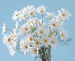 ฌ.เชอ เหมี่ยว เหมี่ยว profile icon