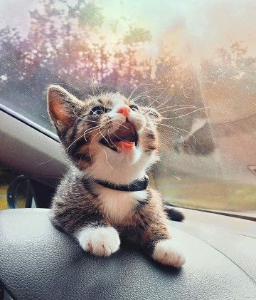 Rizky Utami profile icon