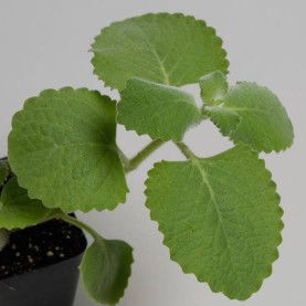 The Healing Wonders of Oregano