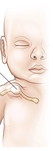 clavicle (collarbones)