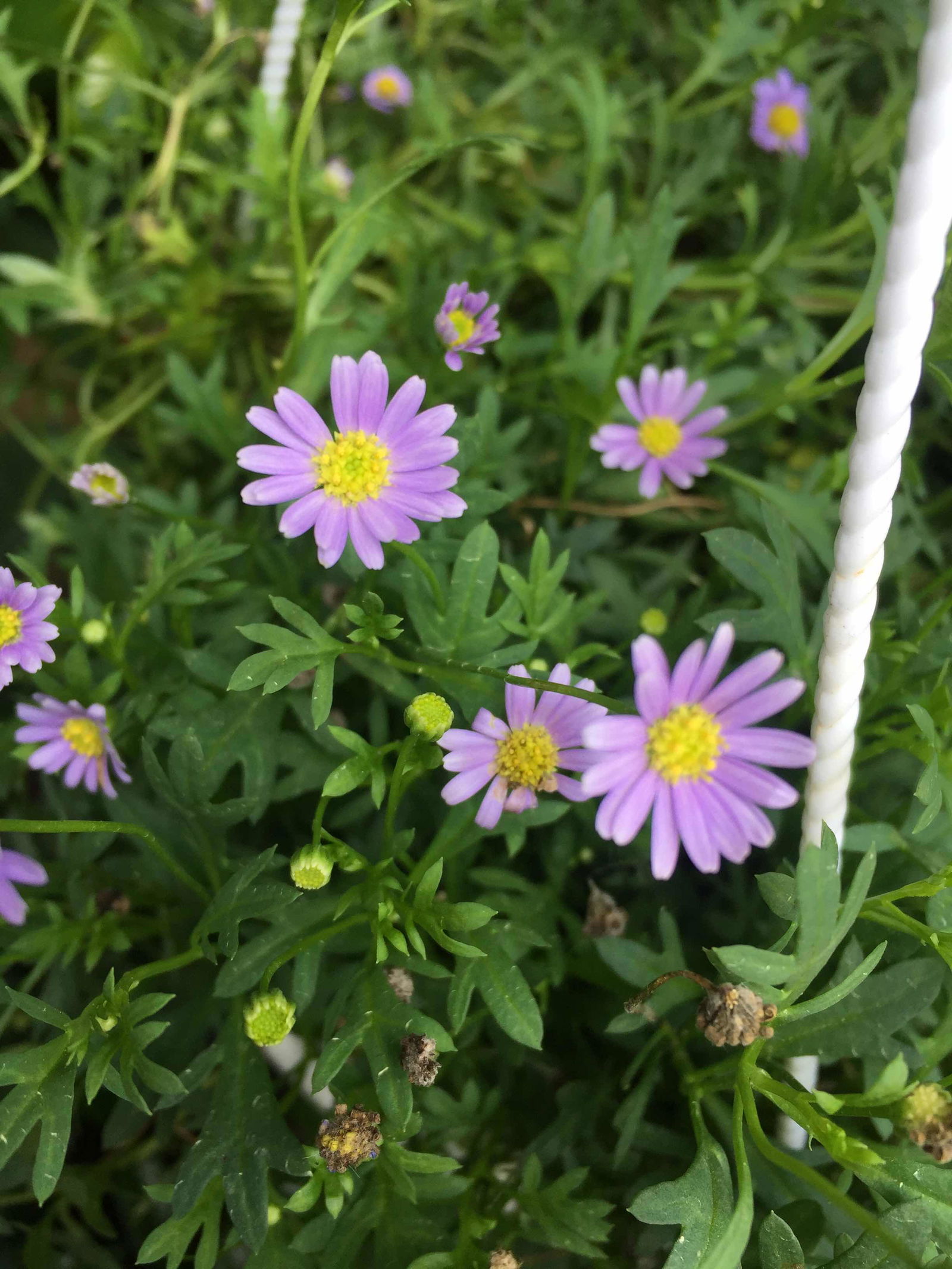 zety shafira profile icon