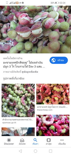 มะขามเทศ