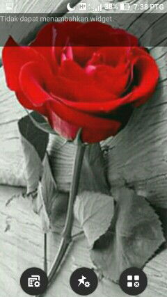 ika lola profile icon