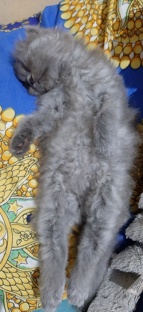 BAYI 1 BULAN SUKA TIDUR TERLENTANG, APAKAH BAHAYA ?