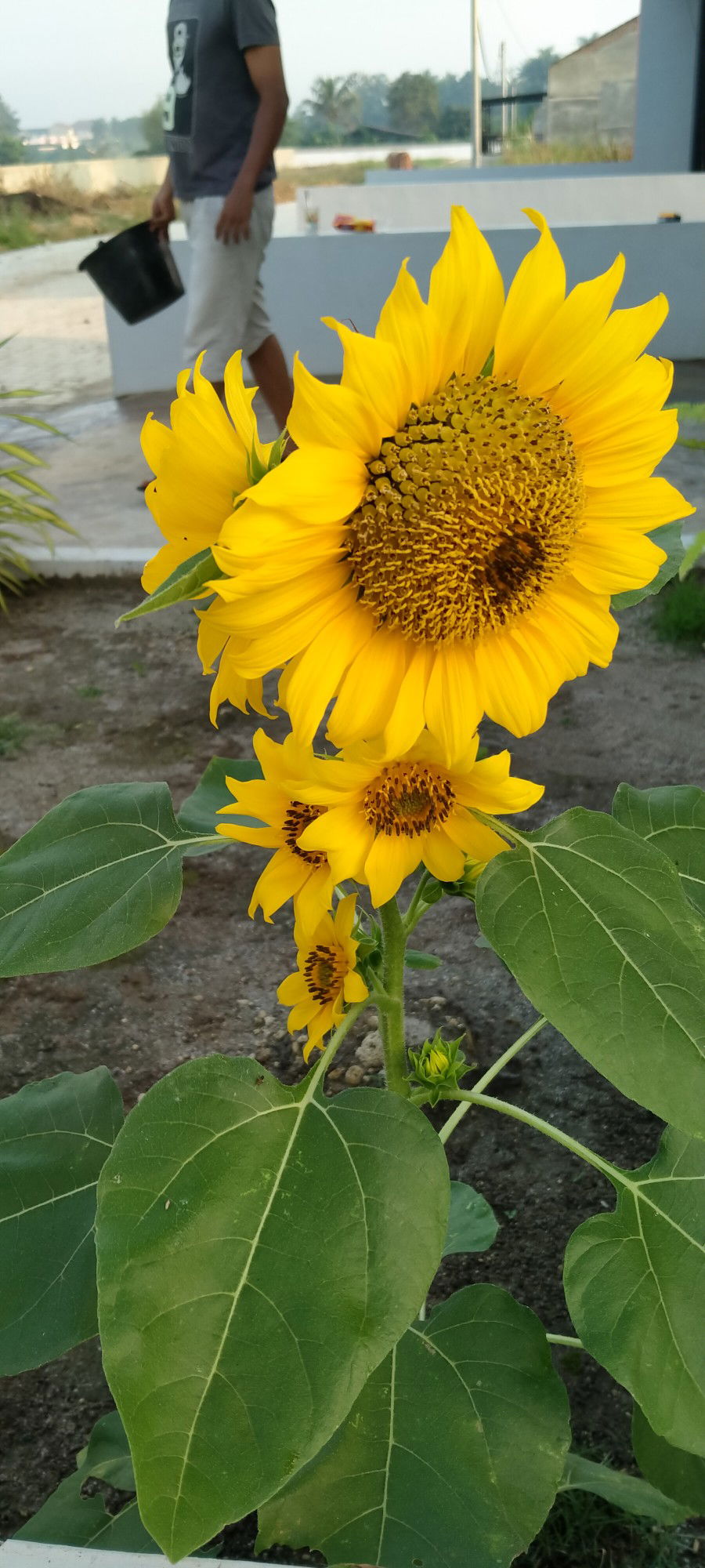 Inggit Suri Chairani profile icon