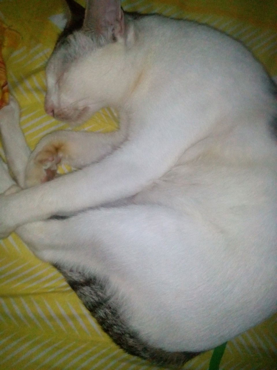 bunda apakah perut saya normal?