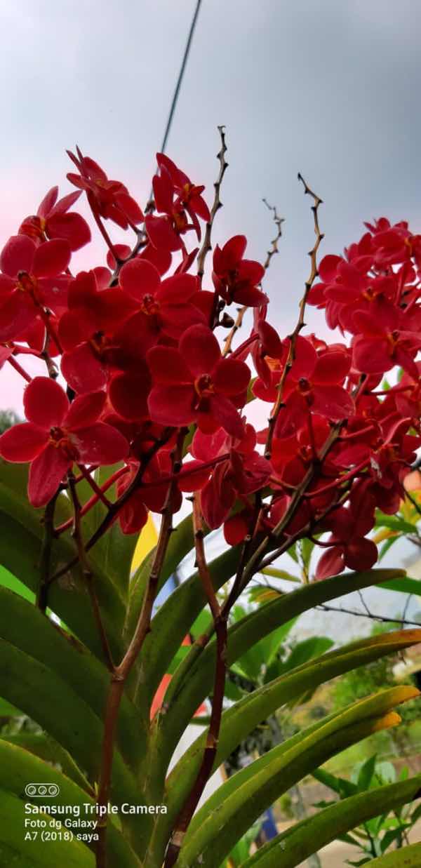 Anoo-Chan profile icon