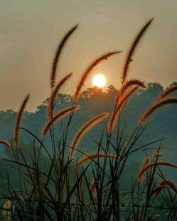 siti hajariah profile icon