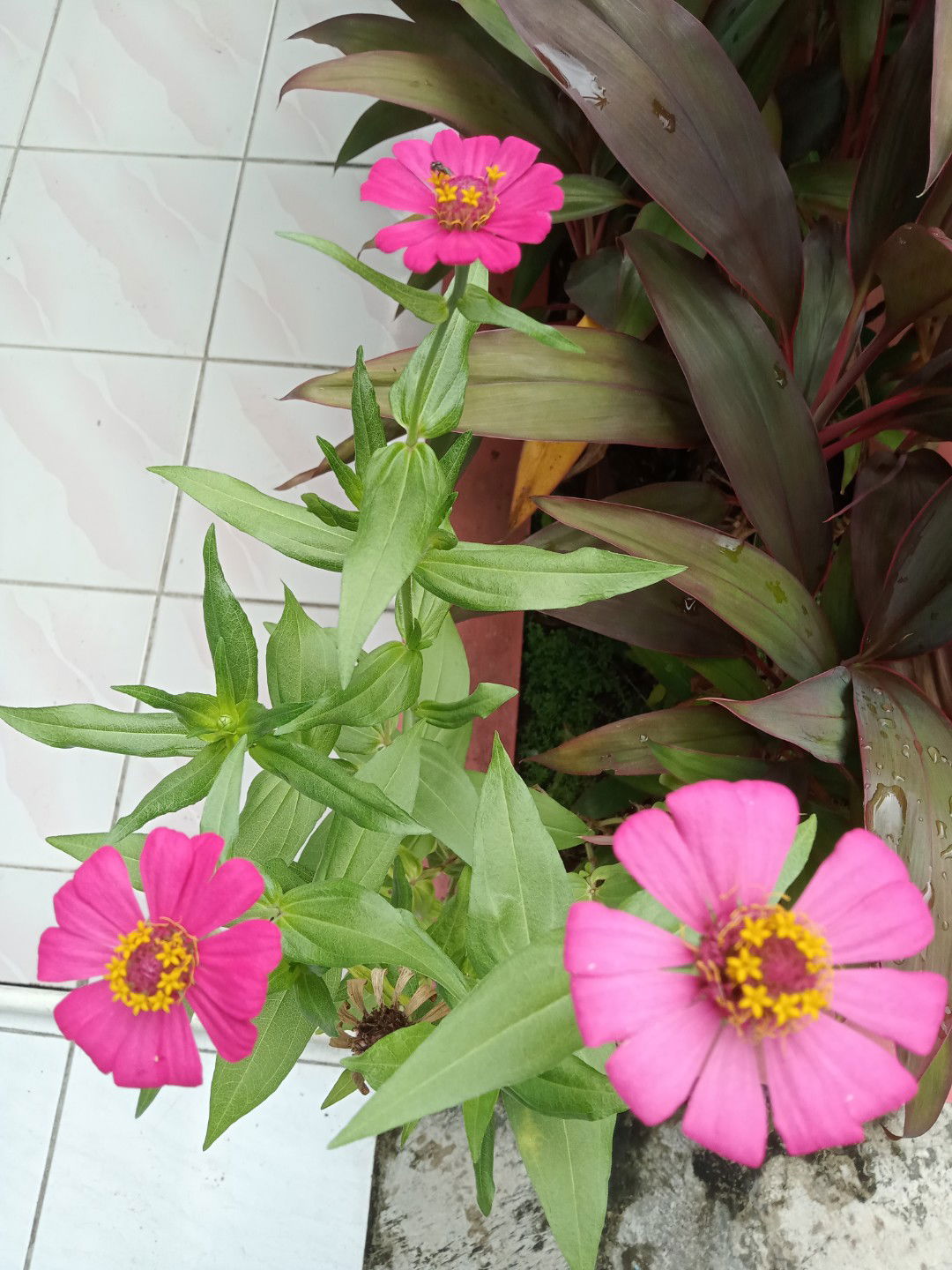 Dini Dwi Maharani profile icon