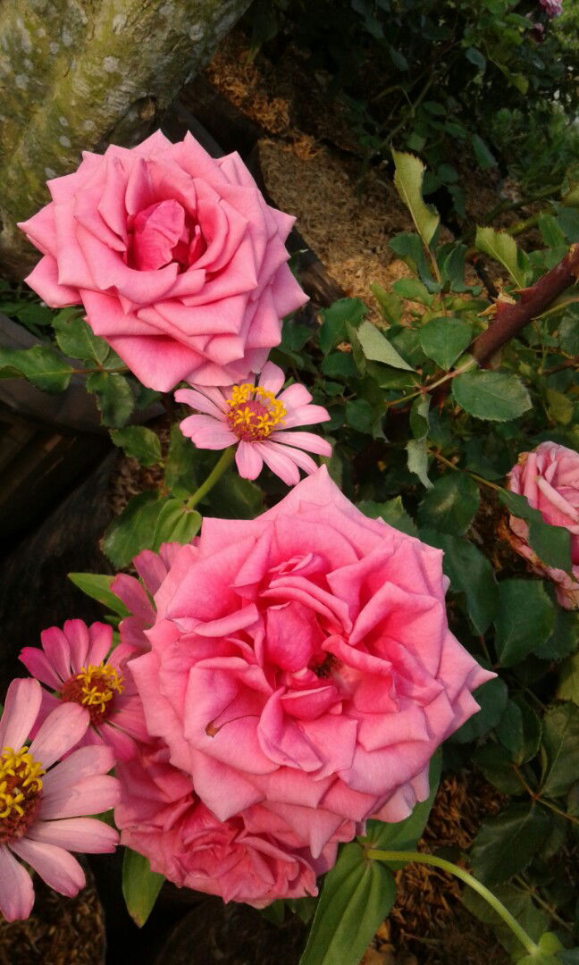 ummu 'Aisyah profile icon