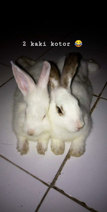 Resma Monita profile icon