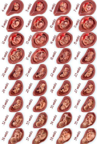19 week