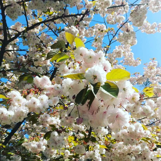 Aderima profile icon