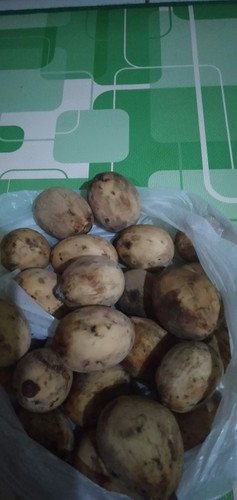 buah langsa