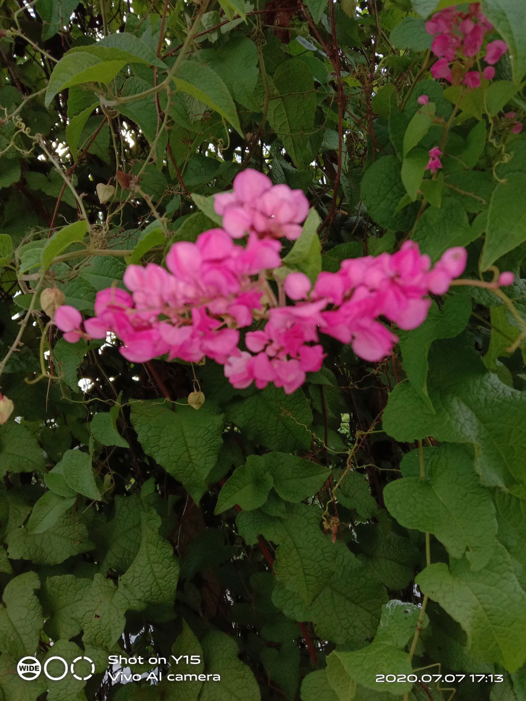 zain Ash-Shiddiq profile icon