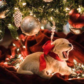 Piyatida profile icon