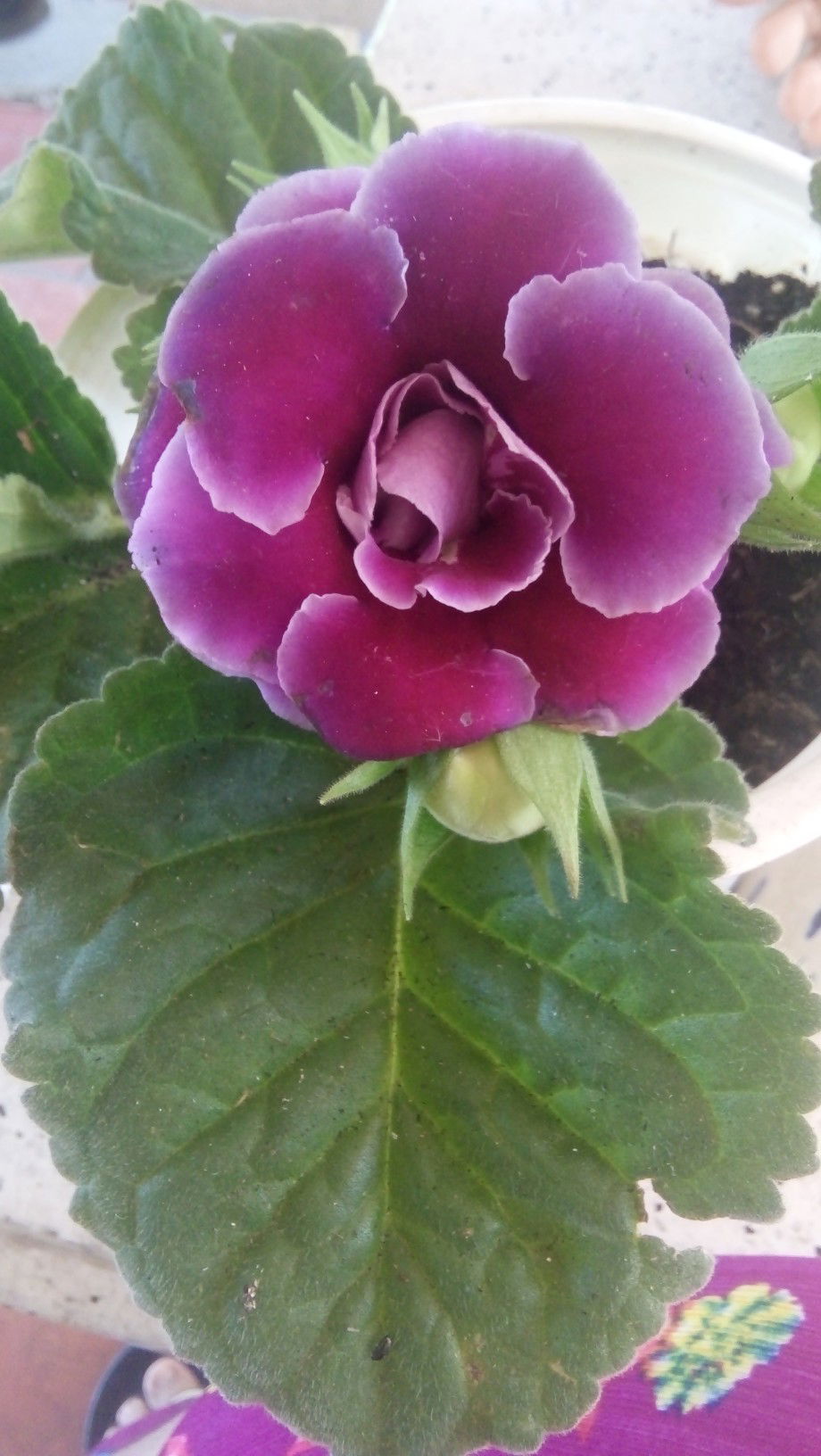 H Trương profile icon