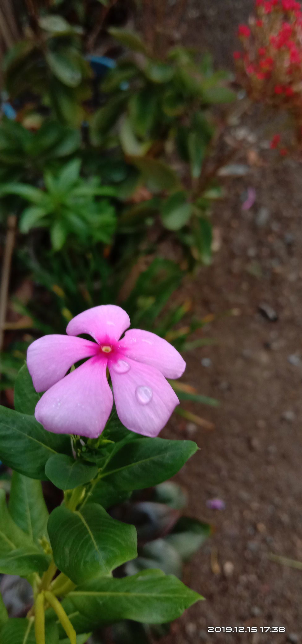 faaidah mujahidah profile icon