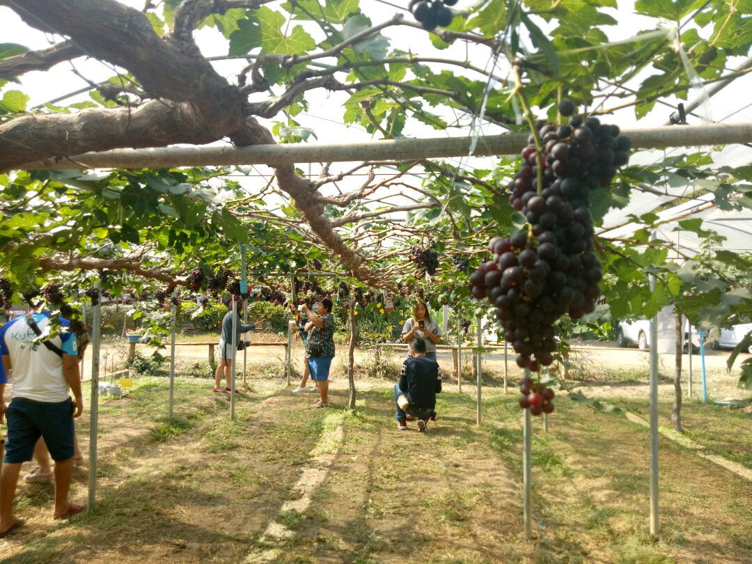 Nitchakan mingmueng profile icon