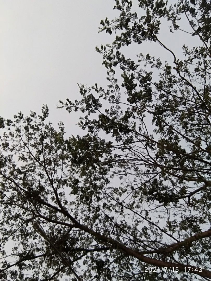 Nunuy N profile icon