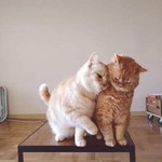 น้ำแข็ง profile icon
