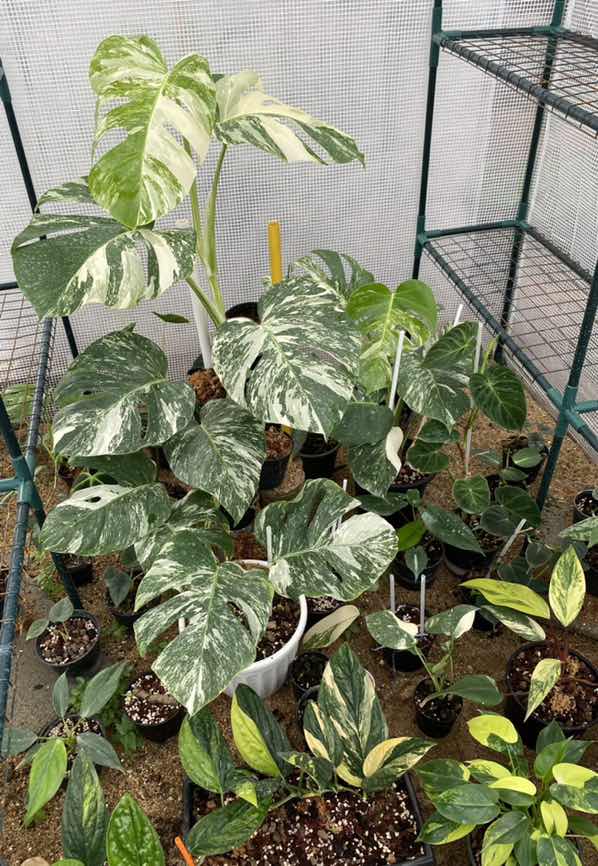 เปีย- โน profile icon