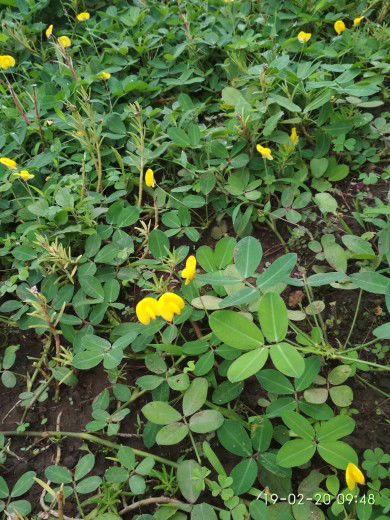 Muslimah profile icon