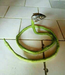 Nyonya Wandri profile icon