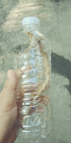 herbal pampalabor