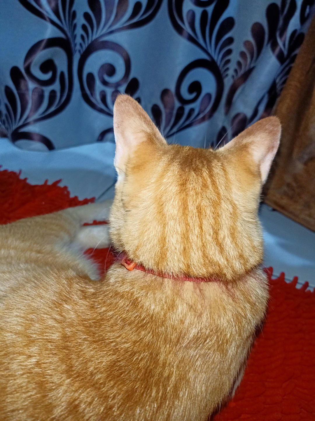 Iqal Afiqah profile icon