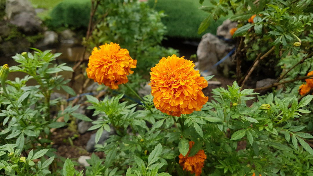 Liliana Fauza profile icon