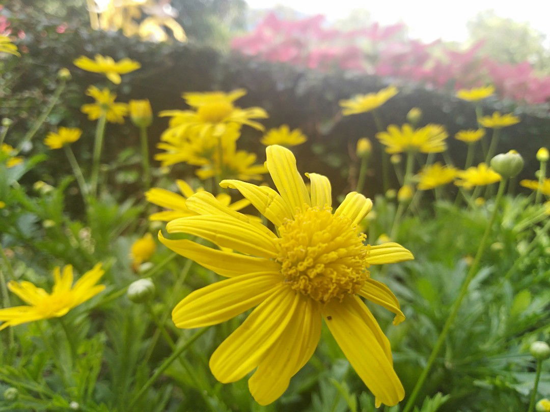 Orathai profile icon