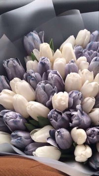 fatin farhanim profile icon