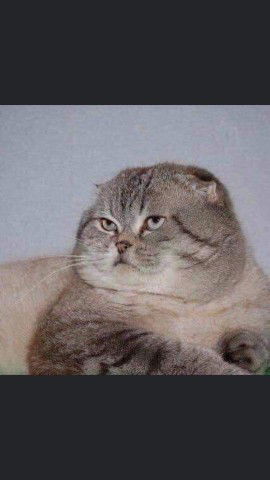 Xin Ý Kiến Các Mẹ❤